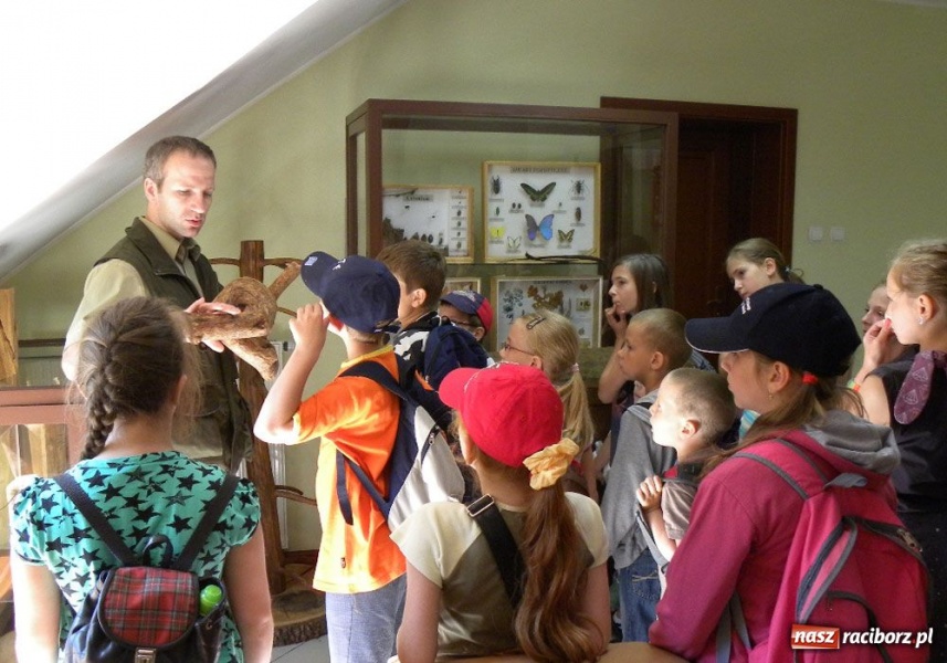 Zdjęcie w galerii na portalu naszraciborz.pl: Afrykańskie lato w śląskim lesie wiadomości z regionu