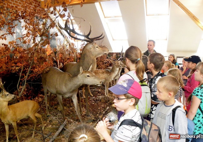 Zdjęcie w galerii na portalu naszraciborz.pl: Afrykańskie lato w śląskim lesie wiadomości z regionu