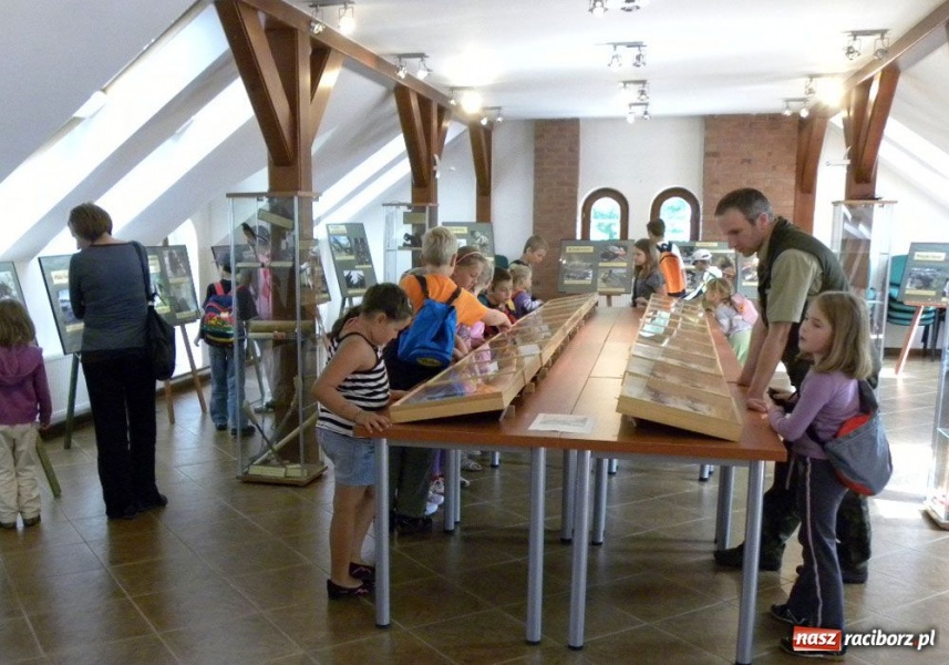 Zdjęcie w galerii na portalu naszraciborz.pl: Afrykańskie lato w śląskim lesie wiadomości z regionu