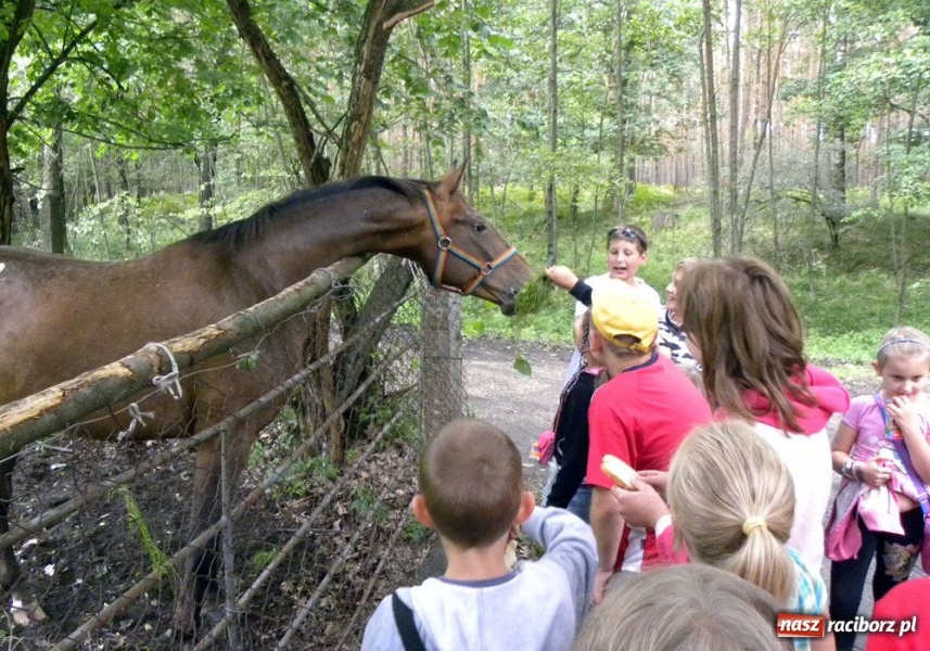 Zdjęcie w galerii na portalu naszraciborz.pl: Afrykańskie lato w śląskim lesie wiadomości z regionu