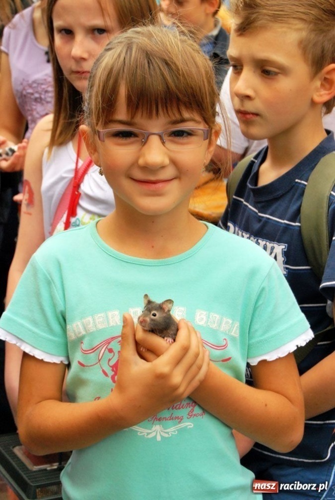 Zdjęcie w galerii na portalu naszraciborz.pl: Speedway gryzoni Zoo Maru wiadomości z regionu