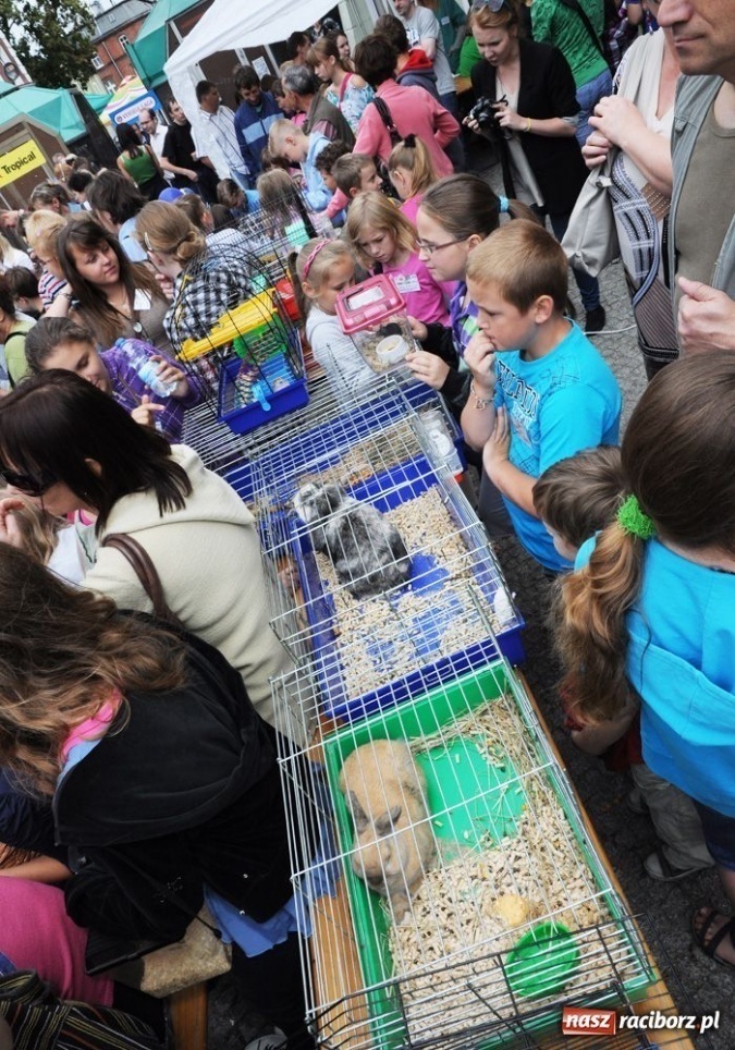 Zdjęcie w galerii na portalu naszraciborz.pl: Speedway gryzoni Zoo Maru wiadomości z regionu