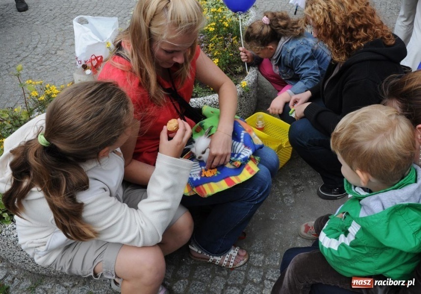 Zdjęcie w galerii na portalu naszraciborz.pl: Speedway gryzoni Zoo Maru wiadomości z regionu