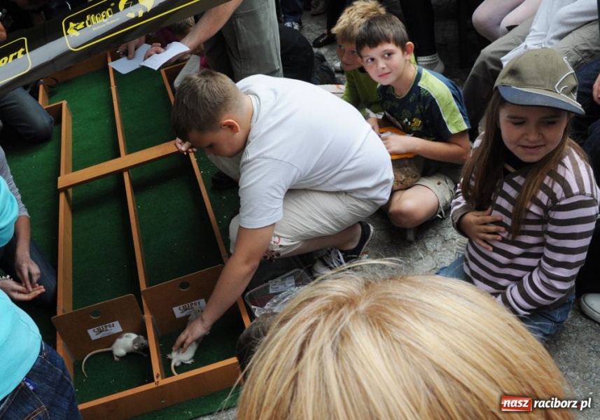 Zdjęcie w galerii na portalu naszraciborz.pl: Speedway gryzoni Zoo Maru wiadomości z regionu