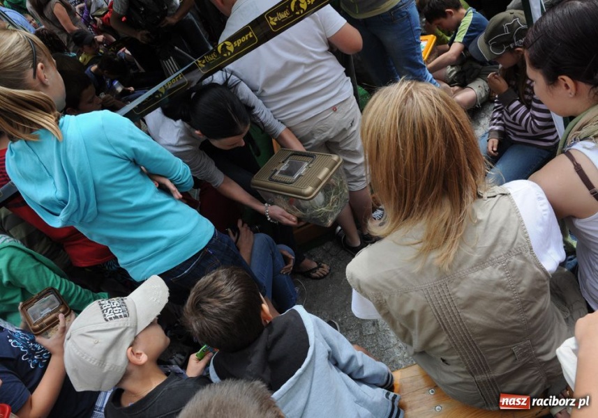 Zdjęcie w galerii na portalu naszraciborz.pl: Speedway gryzoni Zoo Maru wiadomości z regionu