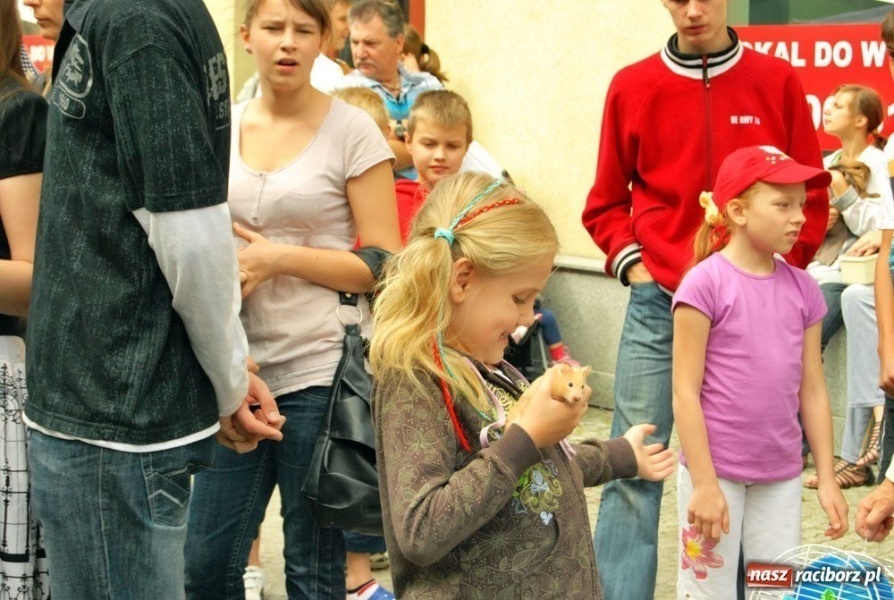 Zdjęcie w galerii na portalu naszraciborz.pl: Speedway gryzoni Zoo Maru wiadomości z regionu