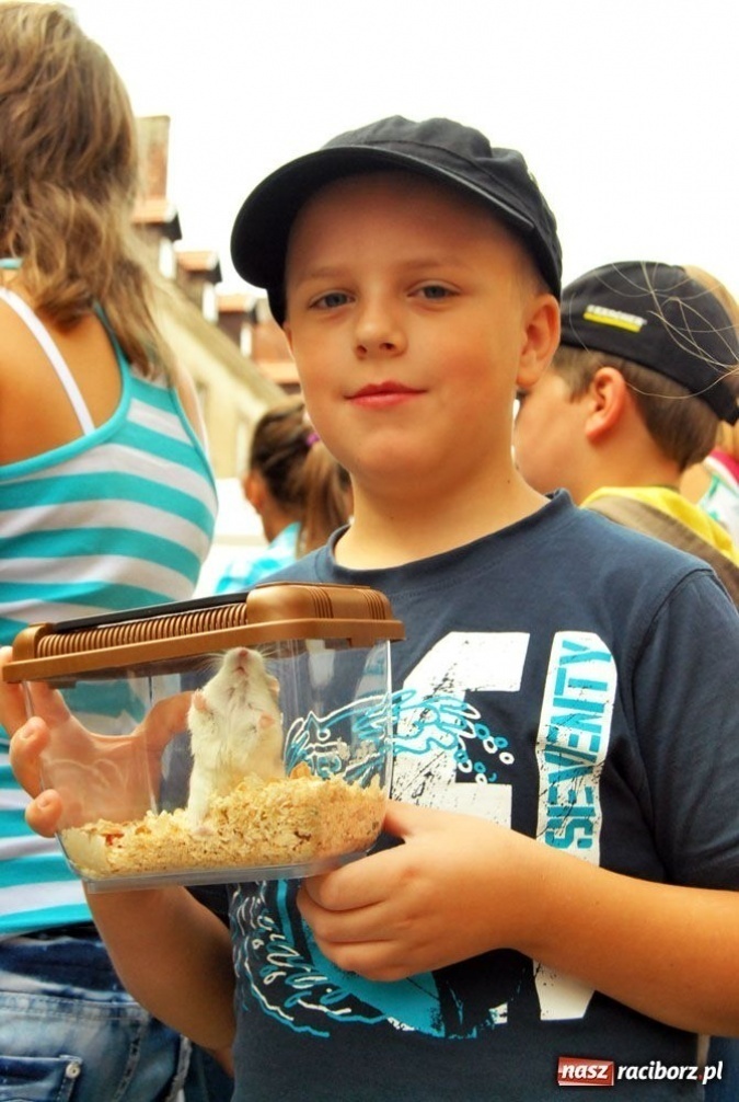 Zdjęcie w galerii na portalu naszraciborz.pl: Speedway gryzoni Zoo Maru wiadomości z regionu