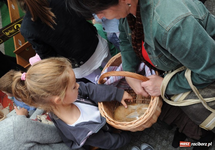 Zdjęcie w galerii na portalu naszraciborz.pl: Speedway gryzoni Zoo Maru wiadomości z regionu