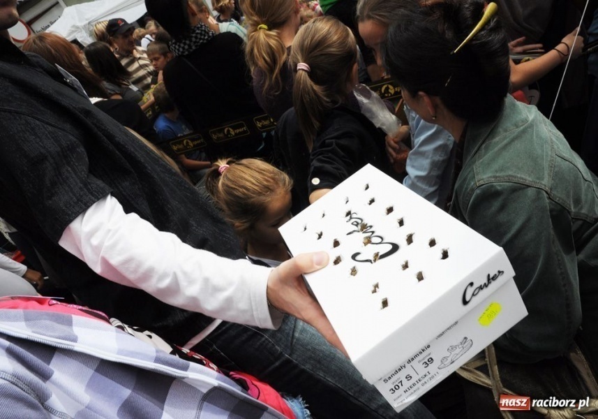 Zdjęcie w galerii na portalu naszraciborz.pl: Speedway gryzoni Zoo Maru wiadomości z regionu