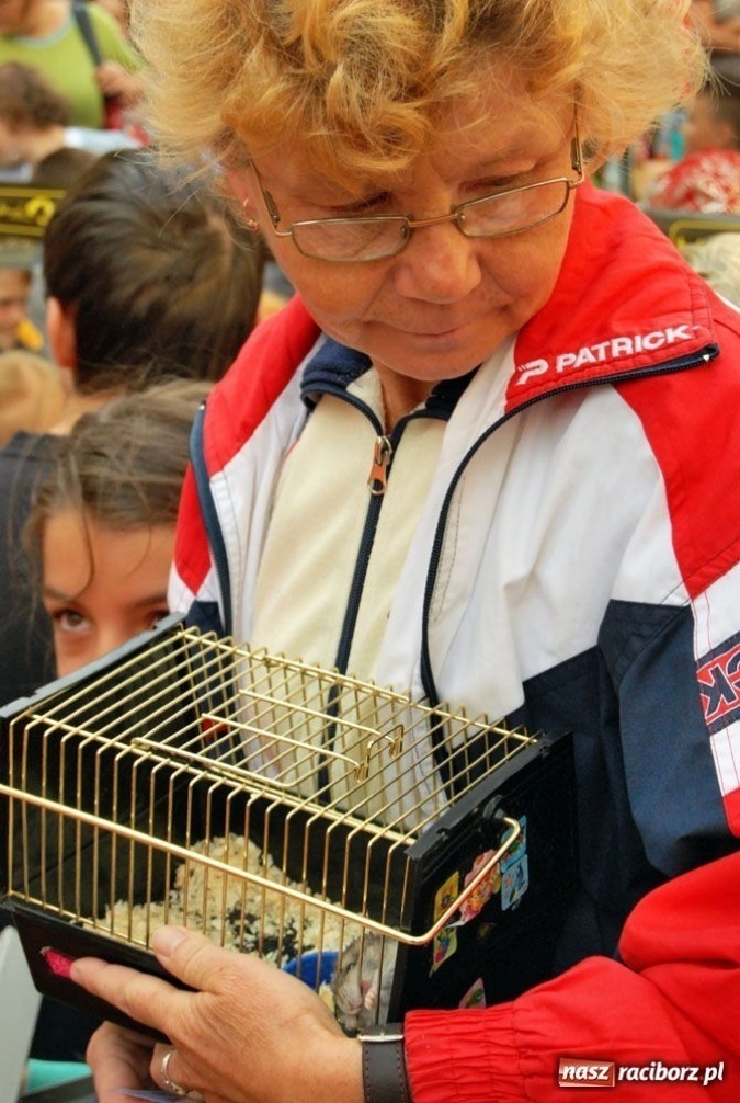 Zdjęcie w galerii na portalu naszraciborz.pl: Speedway gryzoni Zoo Maru wiadomości z regionu