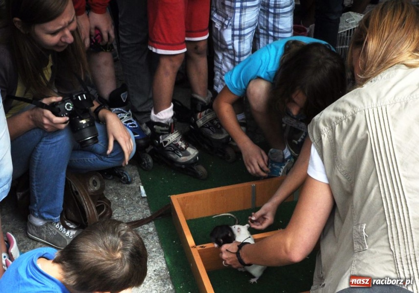Zdjęcie w galerii na portalu naszraciborz.pl: Speedway gryzoni Zoo Maru wiadomości z regionu