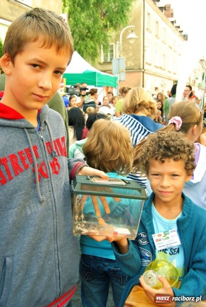 Zdjęcie w galerii na portalu naszraciborz.pl: Speedway gryzoni Zoo Maru wiadomości z regionu