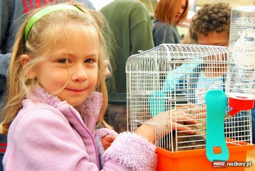 Zdjęcie w galerii na portalu naszraciborz.pl: Speedway gryzoni Zoo Maru wiadomości z regionu