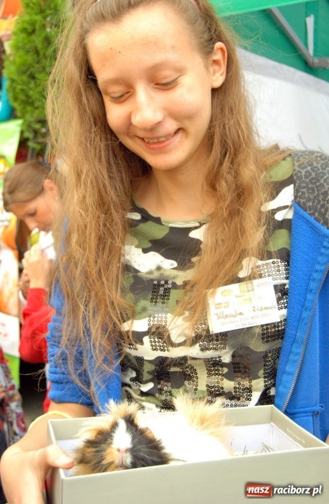 Zdjęcie w galerii na portalu naszraciborz.pl: Speedway gryzoni Zoo Maru wiadomości z regionu