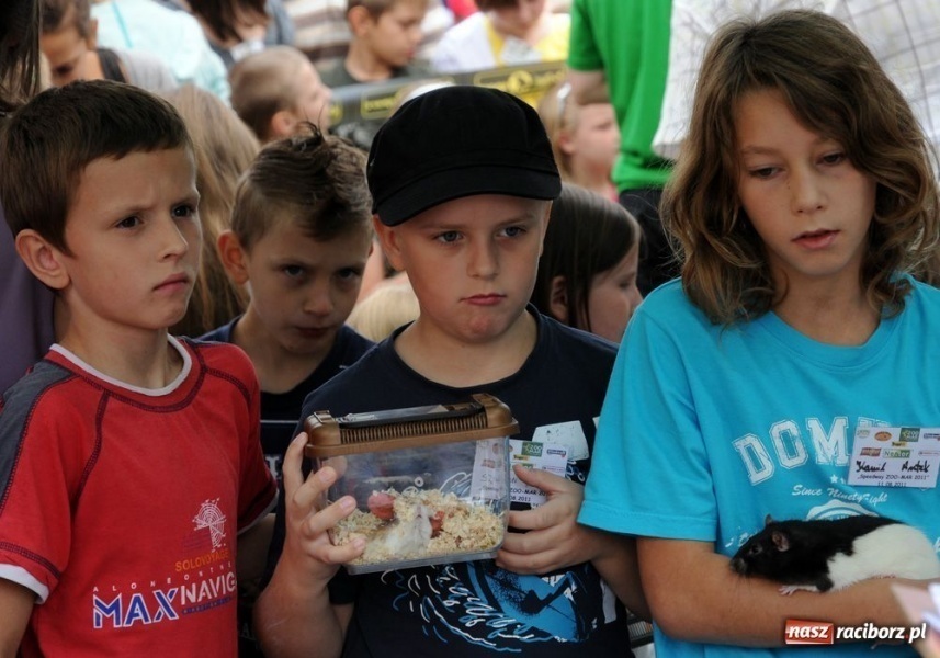 Zdjęcie w galerii na portalu naszraciborz.pl: Speedway gryzoni Zoo Maru wiadomości z regionu