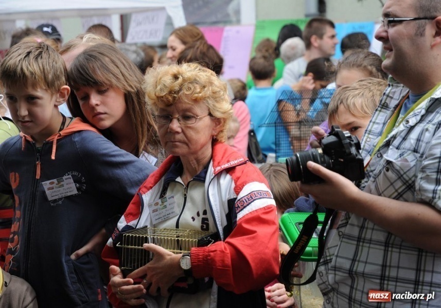 Zdjęcie w galerii na portalu naszraciborz.pl: Speedway gryzoni Zoo Maru wiadomości z regionu
