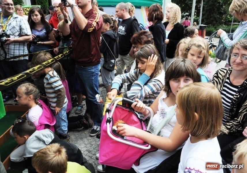 Zdjęcie w galerii na portalu naszraciborz.pl: Speedway gryzoni Zoo Maru wiadomości z regionu