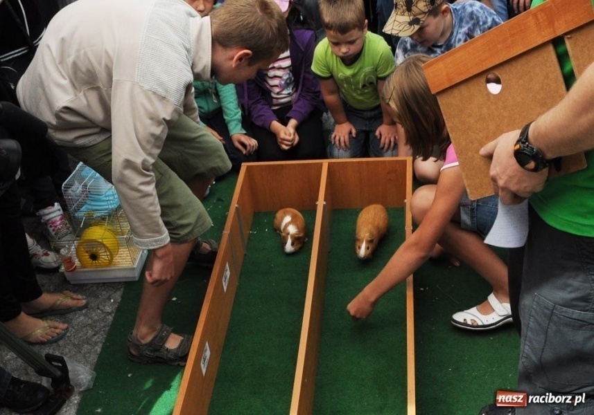 Zdjęcie w galerii na portalu naszraciborz.pl: Speedway gryzoni Zoo Maru wiadomości z regionu