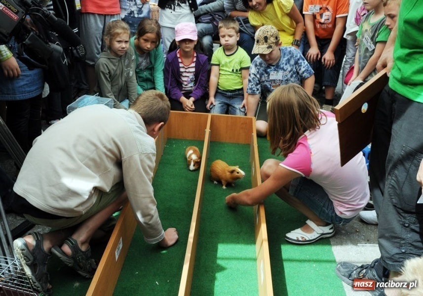 Zdjęcie w galerii na portalu naszraciborz.pl: Speedway gryzoni Zoo Maru wiadomości z regionu