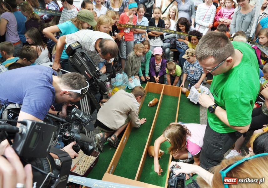 Zdjęcie w galerii na portalu naszraciborz.pl: Speedway gryzoni Zoo Maru wiadomości z regionu