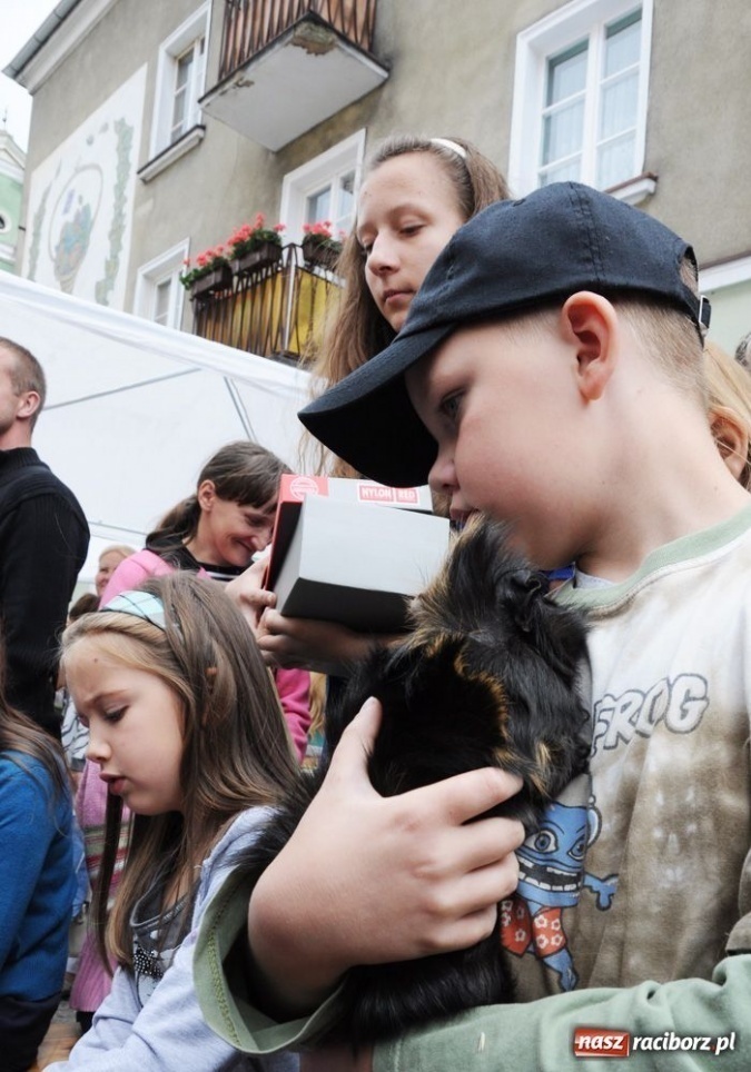 Zdjęcie w galerii na portalu naszraciborz.pl: Speedway gryzoni Zoo Maru wiadomości z regionu