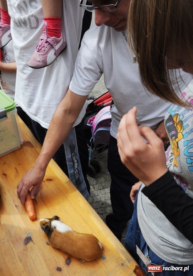 Zdjęcie w galerii na portalu naszraciborz.pl: Speedway gryzoni Zoo Maru wiadomości z regionu