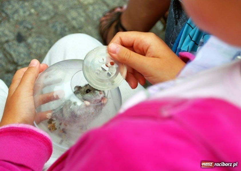 Zdjęcie w galerii na portalu naszraciborz.pl: Speedway gryzoni Zoo Maru wiadomości z regionu