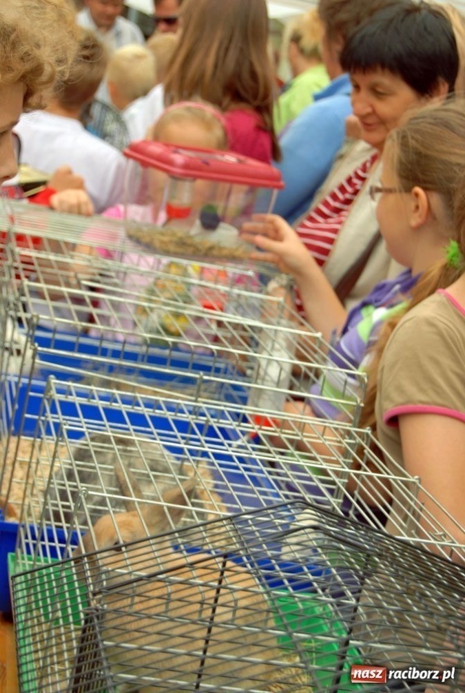 Zdjęcie w galerii na portalu naszraciborz.pl: Speedway gryzoni Zoo Maru wiadomości z regionu