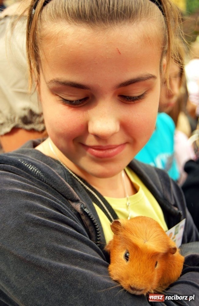 Zdjęcie w galerii na portalu naszraciborz.pl: Speedway gryzoni Zoo Maru wiadomości z regionu