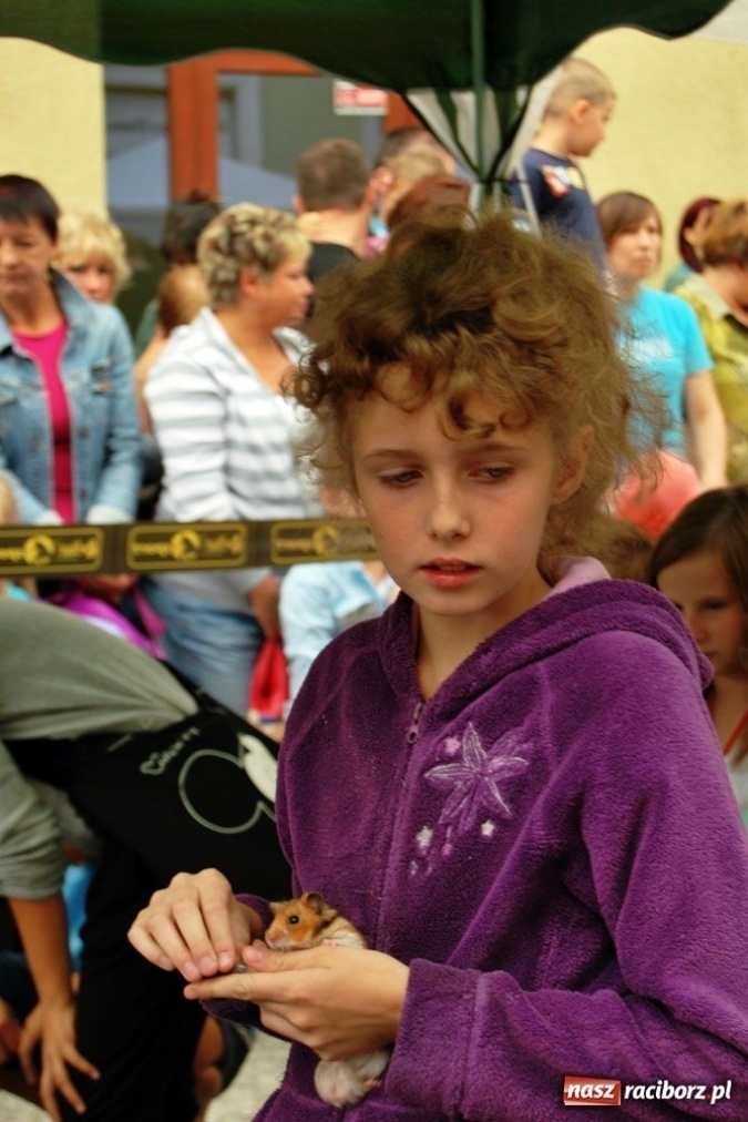 Zdjęcie w galerii na portalu naszraciborz.pl: Speedway gryzoni Zoo Maru wiadomości z regionu