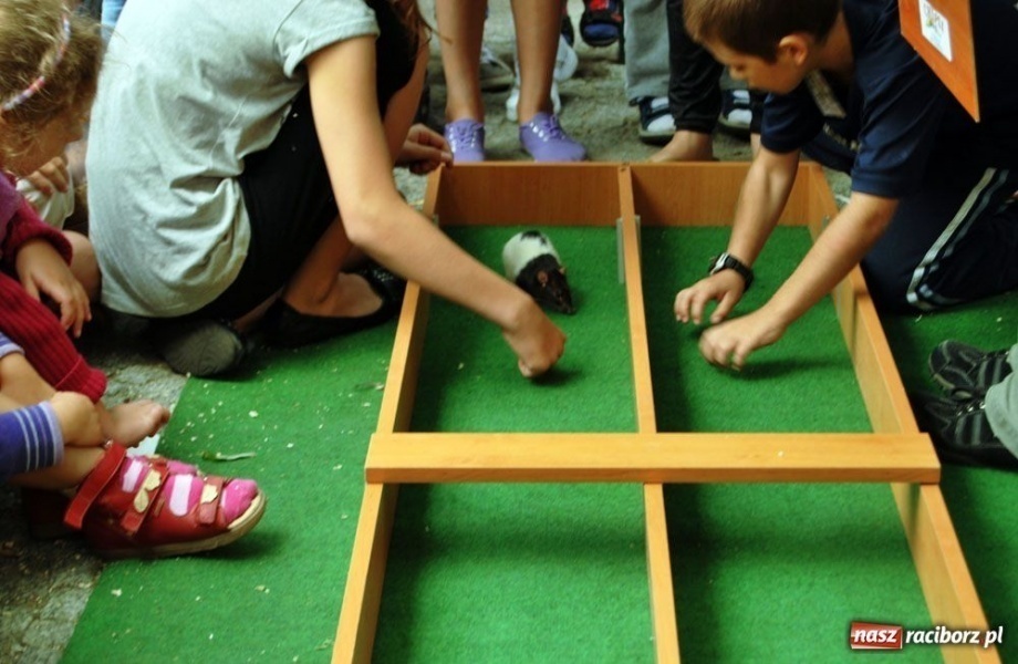 Zdjęcie w galerii na portalu naszraciborz.pl: Speedway gryzoni Zoo Maru wiadomości z regionu