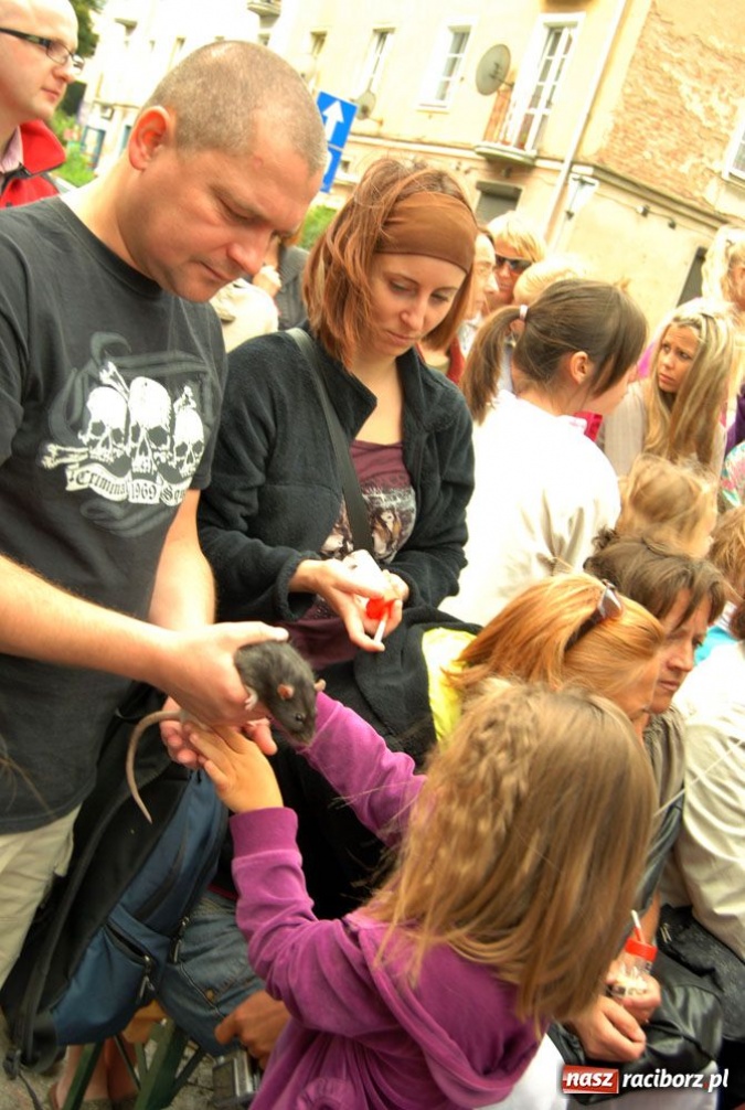 Zdjęcie w galerii na portalu naszraciborz.pl: Speedway gryzoni Zoo Maru wiadomości z regionu
