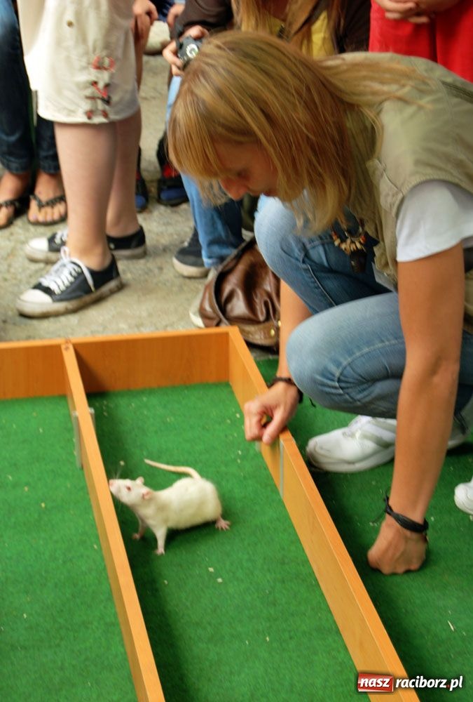Zdjęcie w galerii na portalu naszraciborz.pl: Speedway gryzoni Zoo Maru wiadomości z regionu