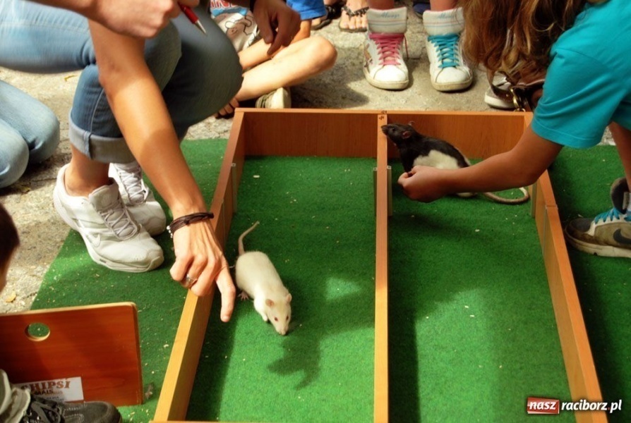 Zdjęcie w galerii na portalu naszraciborz.pl: Speedway gryzoni Zoo Maru wiadomości z regionu