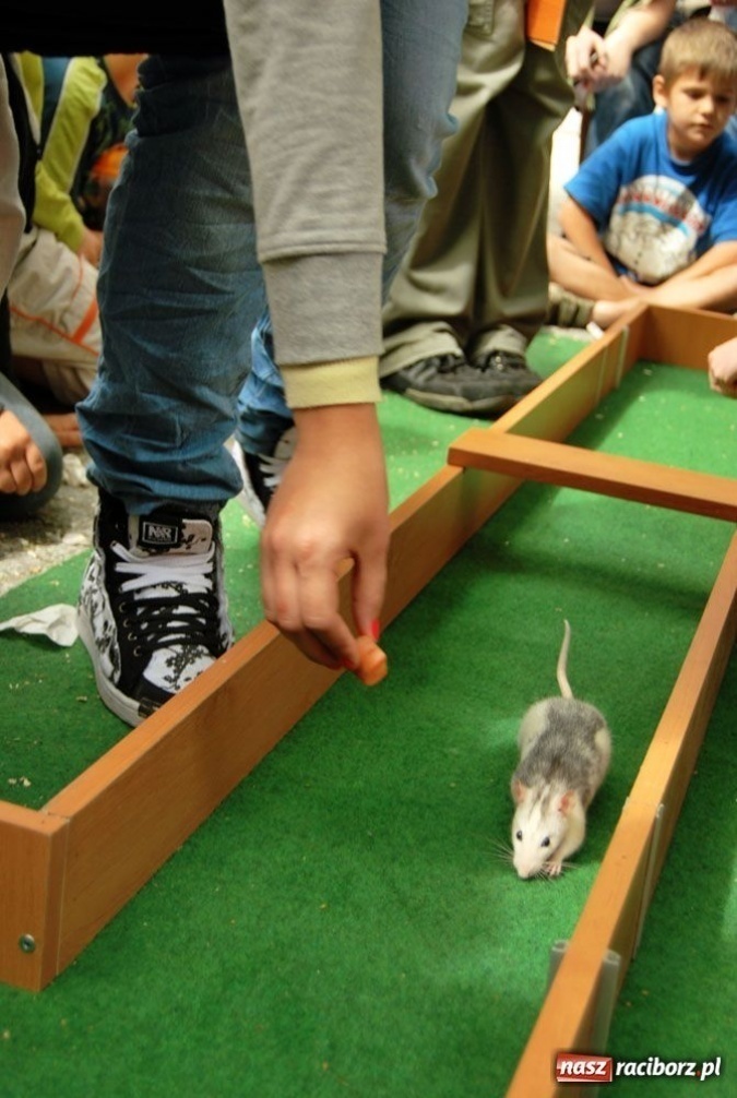 Zdjęcie w galerii na portalu naszraciborz.pl: Speedway gryzoni Zoo Maru wiadomości z regionu