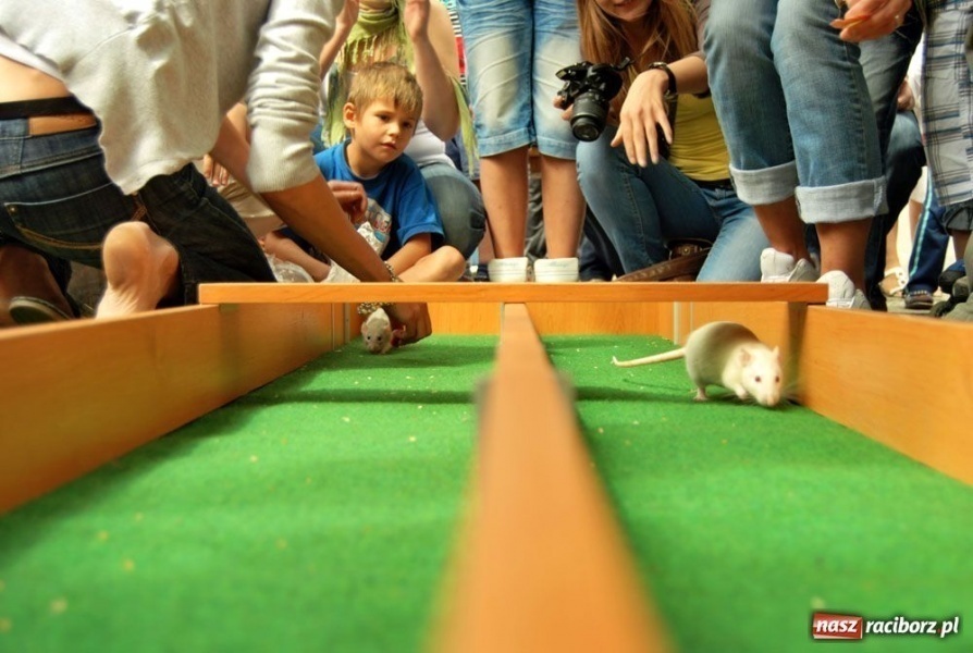 Zdjęcie w galerii na portalu naszraciborz.pl: Speedway gryzoni Zoo Maru wiadomości z regionu