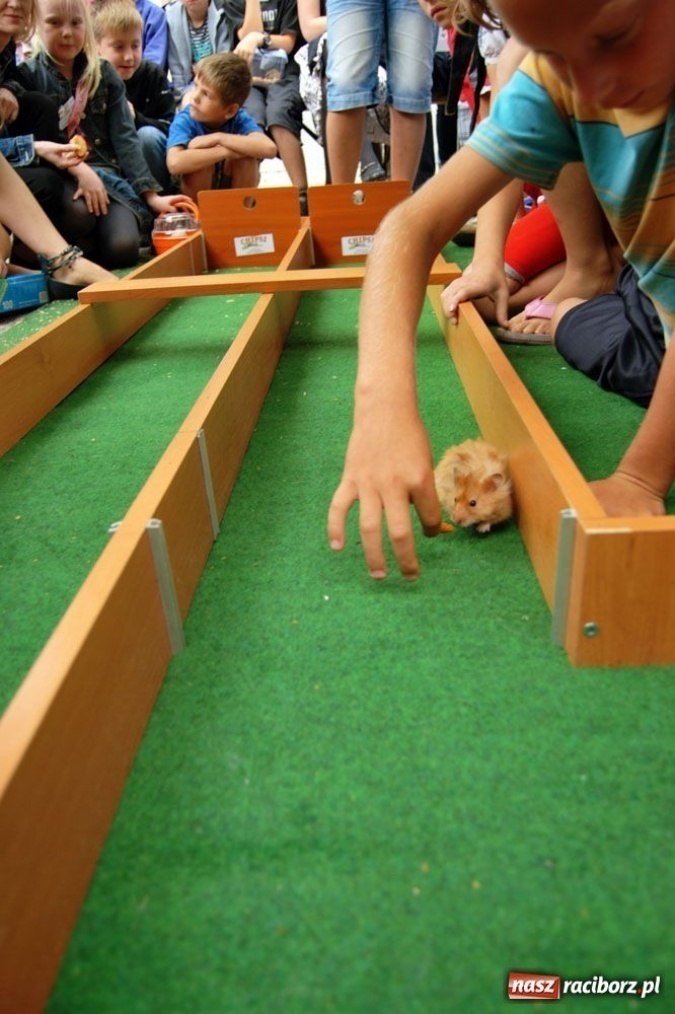 Zdjęcie w galerii na portalu naszraciborz.pl: Speedway gryzoni Zoo Maru wiadomości z regionu