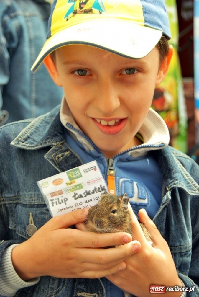 Zdjęcie w galerii na portalu naszraciborz.pl: Speedway gryzoni Zoo Maru wiadomości z regionu