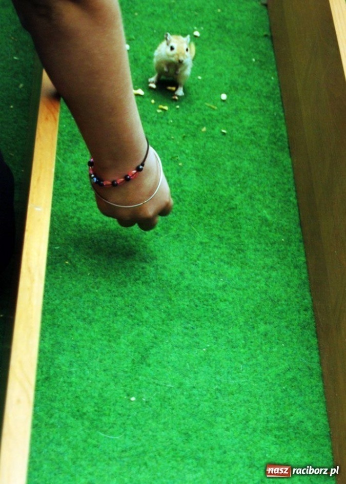 Zdjęcie w galerii na portalu naszraciborz.pl: Speedway gryzoni Zoo Maru wiadomości z regionu