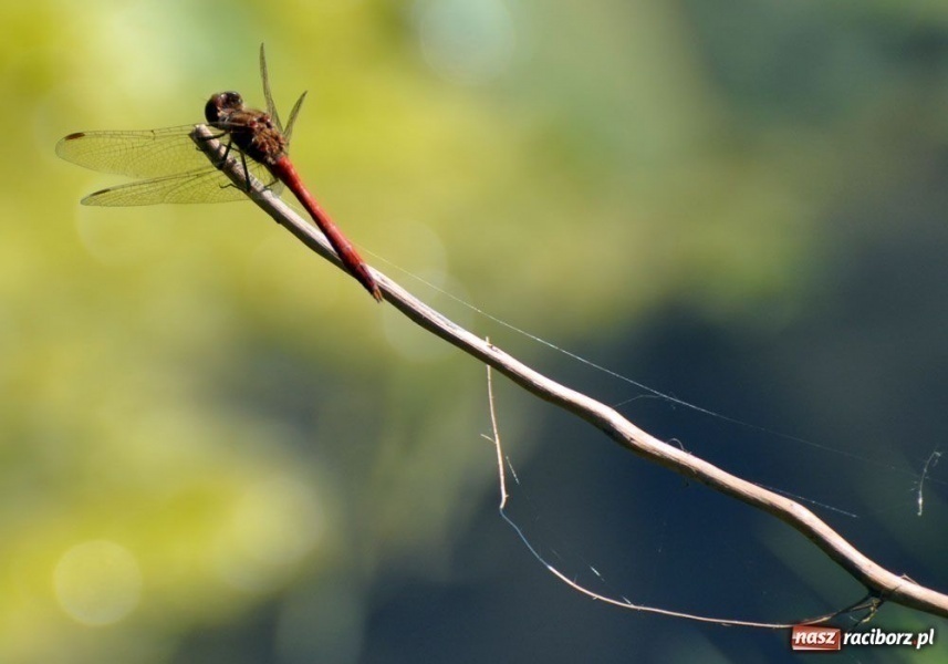 Zdjęcie w galerii na portalu naszraciborz.pl: Trzy drużyny na trzy puchary wiadomości z regionu