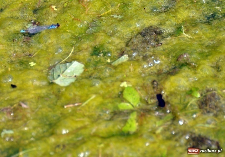 Zdjęcie w galerii na portalu naszraciborz.pl: Trzy drużyny na trzy puchary wiadomości z regionu