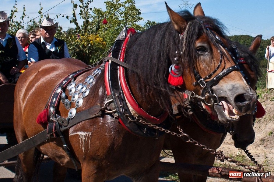 Zdjęcie w galerii na portalu naszraciborz.pl: Dożynki gminne w Rzuchowie wiadomości z regionu