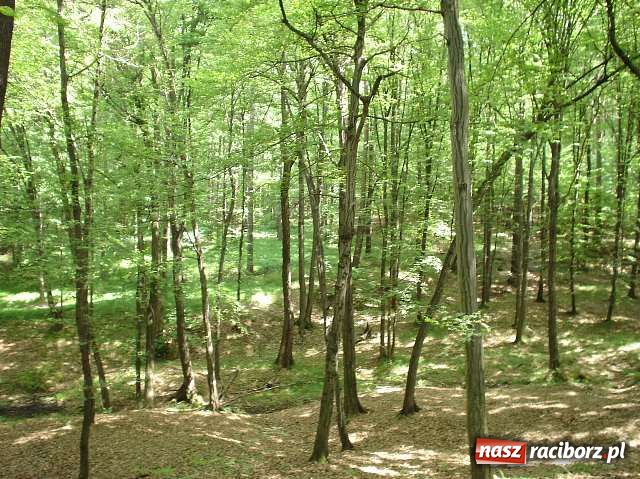 Zdjęcie w galerii na portalu naszraciborz.pl: Racibórz jest naprawdę piękny 2 wiadomości z regionu