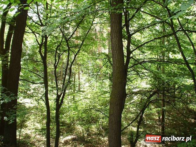 Zdjęcie w galerii na portalu naszraciborz.pl: Racibórz jest naprawdę piękny 2 wiadomości z regionu