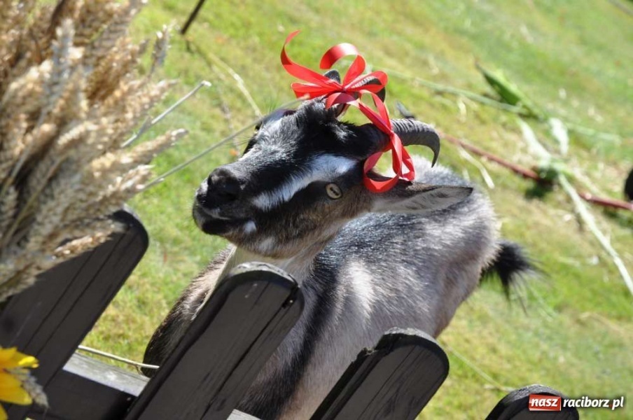 Zdjęcie w galerii na portalu naszraciborz.pl: Cyprzanów, Owsiszcze, Zabełków wiadomości z regionu