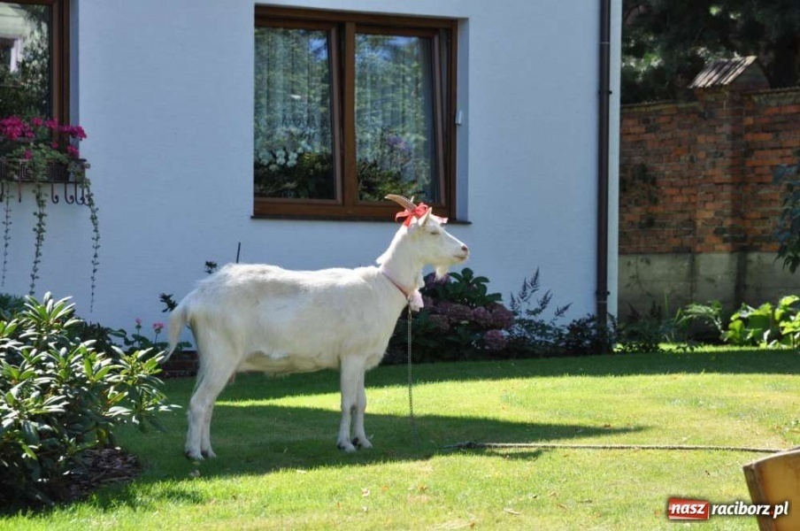 Zdjęcie w galerii na portalu naszraciborz.pl: Cyprzanów, Owsiszcze, Zabełków wiadomości z regionu