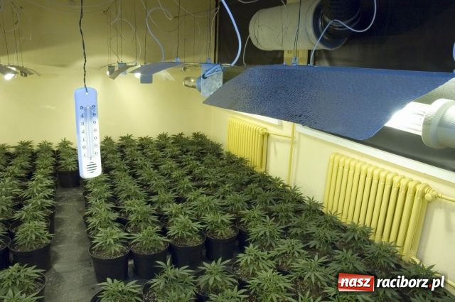 Zdjęcie w galerii na portalu naszraciborz.pl: Straż Graniczna zlikwidowała plantację marihuany wiadomości z regionu