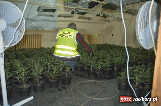 Zdjęcie w galerii na portalu naszraciborz.pl: Straż Graniczna zlikwidowała plantację marihuany wiadomości z regionu