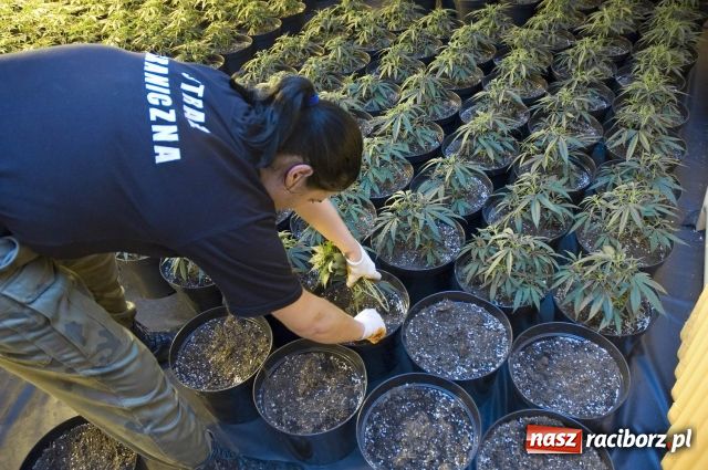 Zdjęcie w galerii na portalu naszraciborz.pl: Straż Graniczna zlikwidowała plantację marihuany wiadomości z regionu