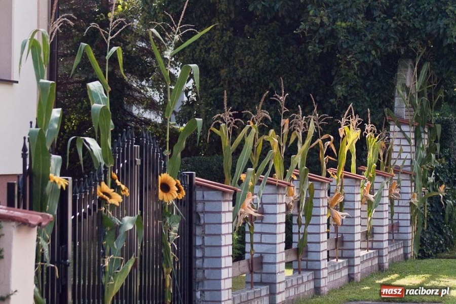 Zdjęcie w galerii na portalu naszraciborz.pl: Dożynki sołeckie w Tworkowie wiadomości z regionu